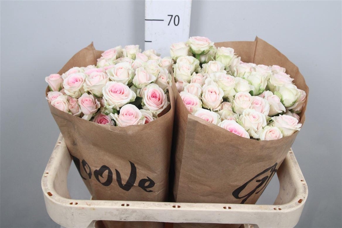 <h4>R Tr Good Moods</h4>