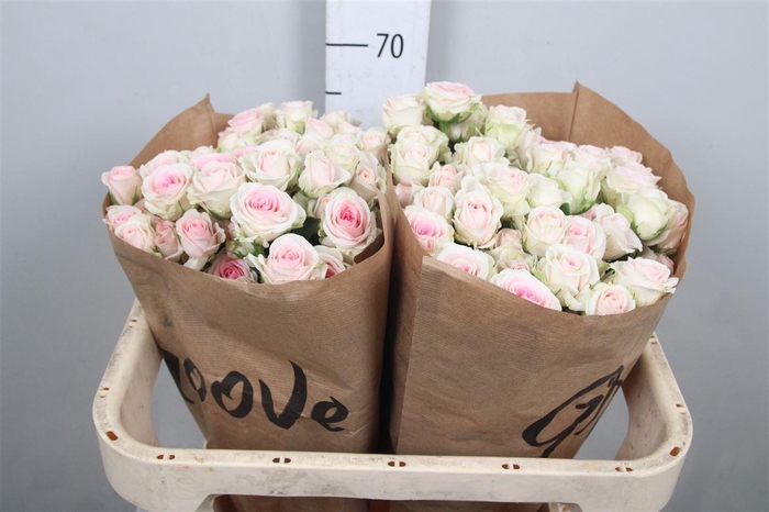 <h4>R Tr Good Moods</h4>