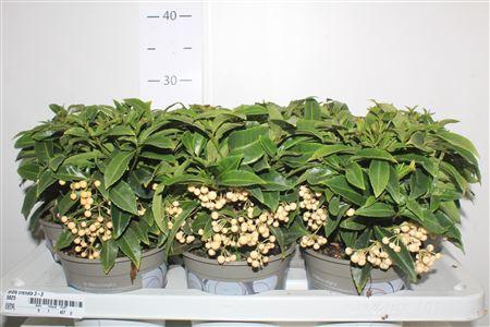 <h4>Ardis Crenata 3-3</h4>