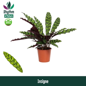 Calathea 14cm Insigne - Rhythm of Nature (Lancifolia)