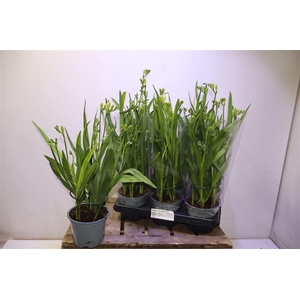 arr8 Freesia Fegood White