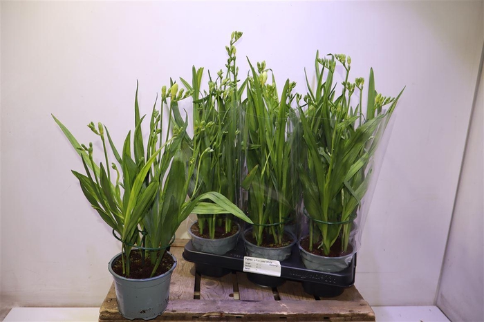 <h4>arr8 Freesia Fegood White</h4>