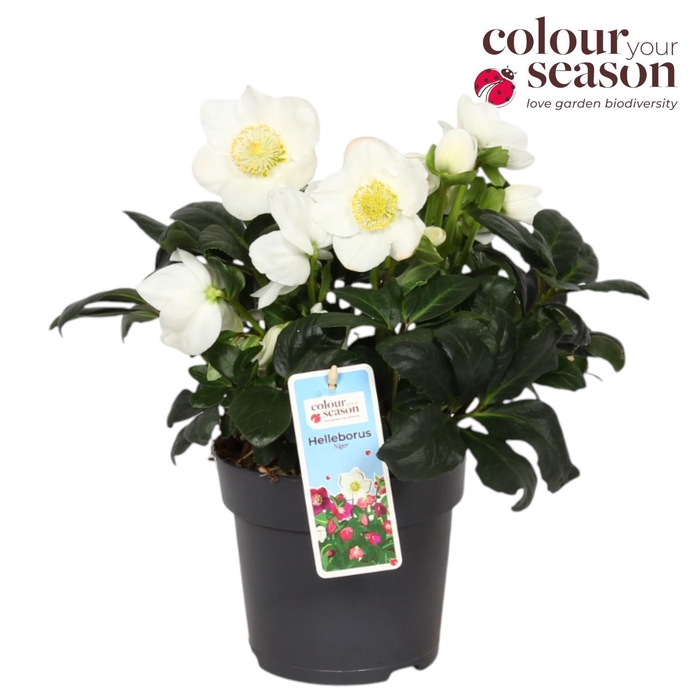 <h4>Helleborus Niger Christmas Carol P15</h4>
