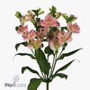 Alstroemeria fl charmelia pink