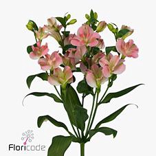 Alstroemeria fl charmelia pink