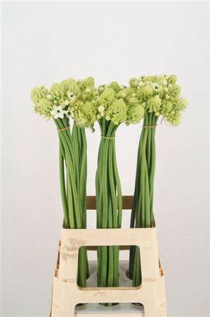 <h4>Ornit Saundersiae</h4>