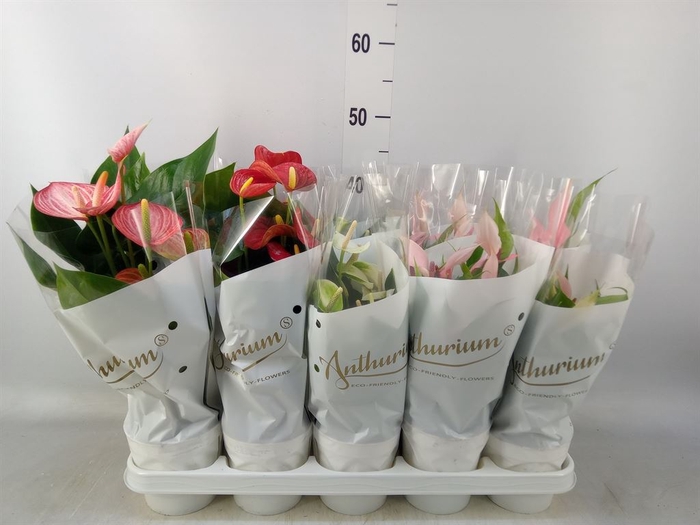 <h4>Anthurium   ...mix 4</h4>