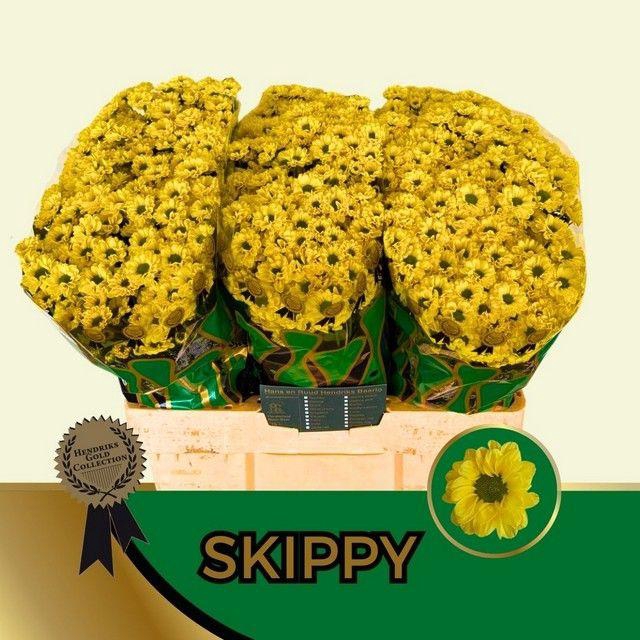 <h4>CHR S AAA SKIPPY</h4>