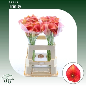 ZANT CAPT TRINITY