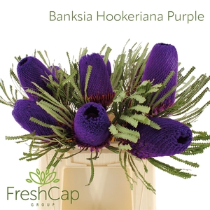 Banksia Hookeriana Purple