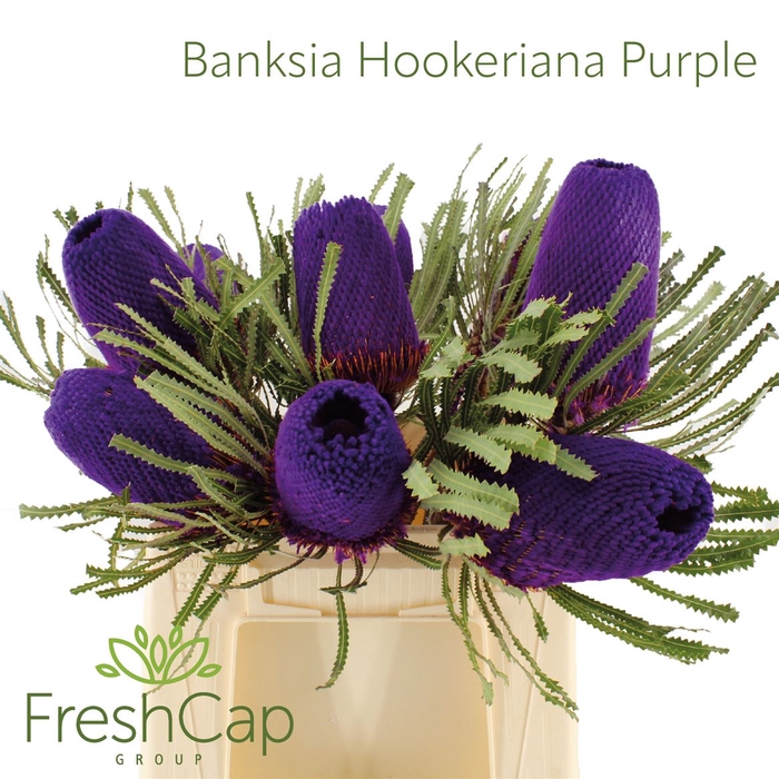 Banksia Hookeriana Purple