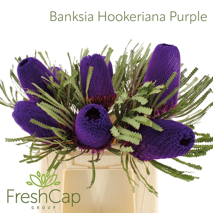 <h4>Banksia Hookeriana Purple</h4>