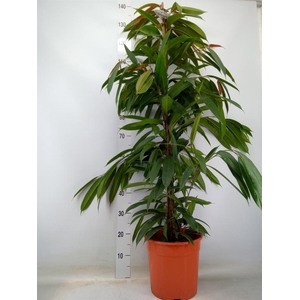 Ficus binn. 'Amstel King'
