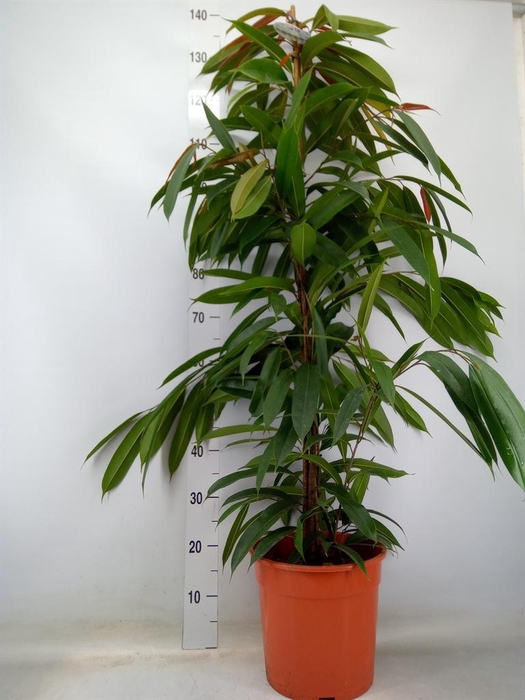 <h4>Ficus binn. 'Amstel King'</h4>