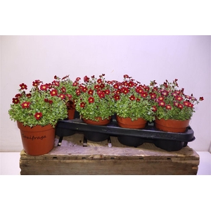 Saxif Ar Tour Dp Red