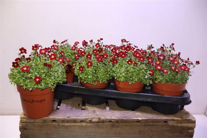 Saxif Ar Tour Dp Red