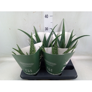 Aloe   ...mix