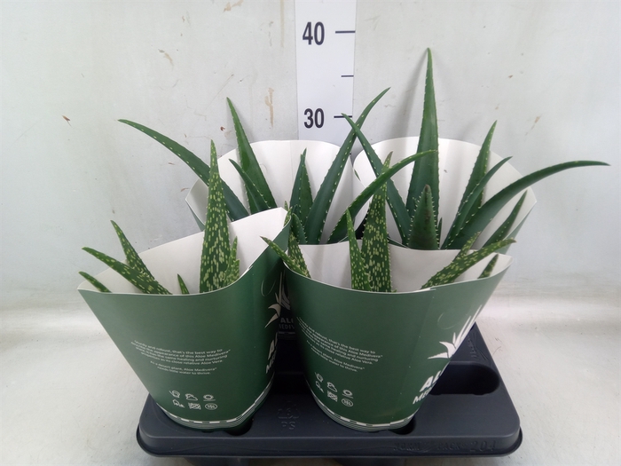 <h4>Aloe   ...mix</h4>