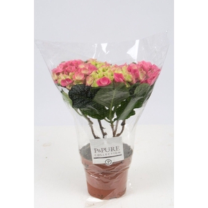 Hydrangea pink P&PURE Collection