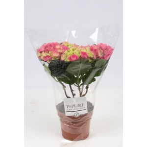 Hydrangea pink P&PURE Collection