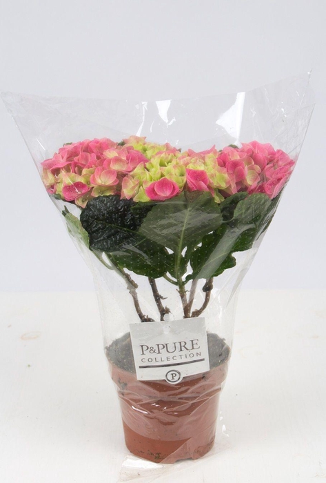 <h4>Hydrangea pink P&PURE Collection</h4>