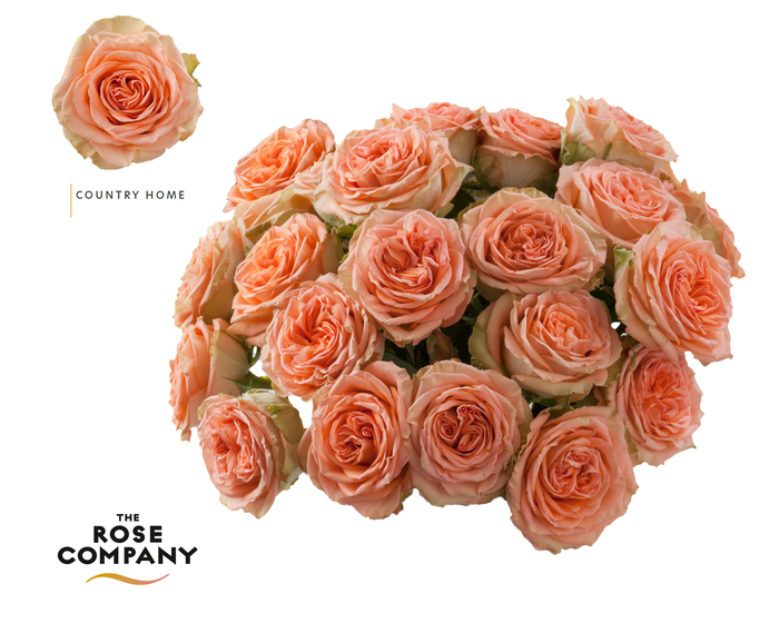 Rosa Ec Garden Country Home