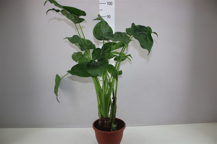 <h4>Alocasia Cucullata</h4>