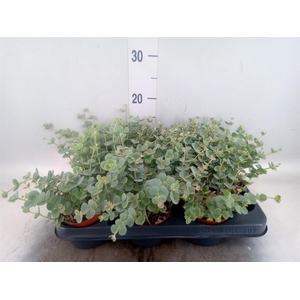 Sedum sieboldii