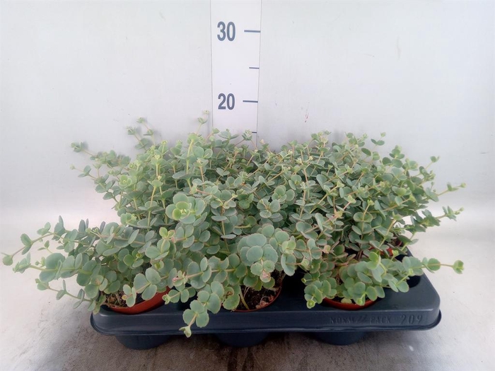 <h4>Sedum sieboldii</h4>