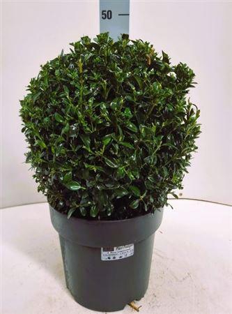 Buxu Sempervirens 28cm Diam.