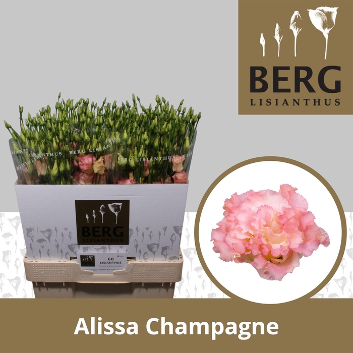 <h4>Lisianthus Alissa Champagne</h4>