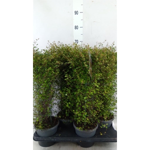 Muehlenbeckia com. 'Mao'ri'