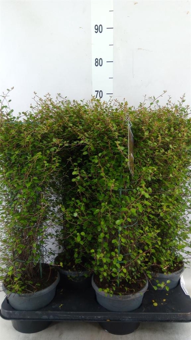 <h4>Muehlenbeckia com. 'Mao'ri'</h4>