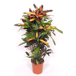Codiaeum variegatum kleinbladig overig