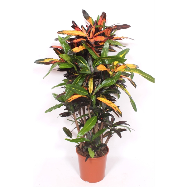 <h4>Codiaeum variegatum kleinbladig overig</h4>