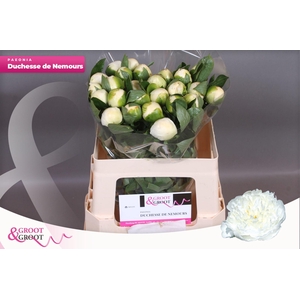 Paeonia Duchesse De Nemours