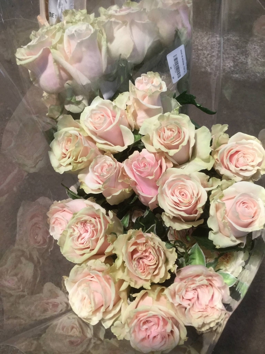 <h4>R GR ANTONIA GARDEN LL</h4>