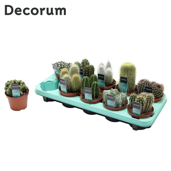 <h4>Cactus Mix (10 Spcs.) (decorum)</h4>