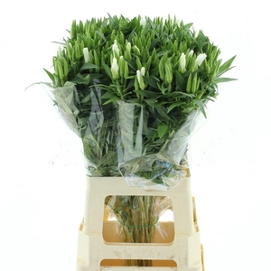 CLARKIA AM GR WHITE