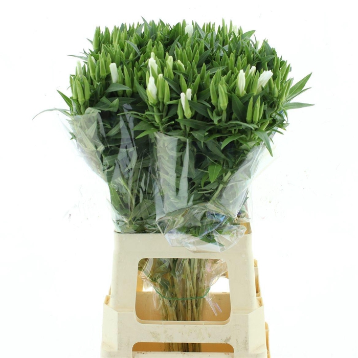 <h4>CLARKIA AM GR WHITE</h4>