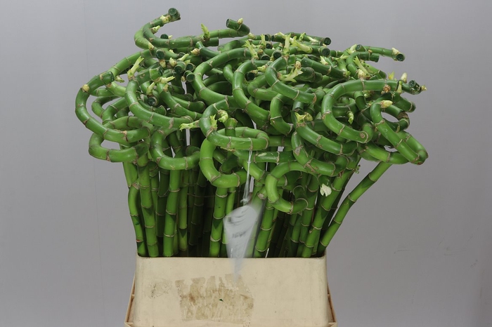 <h4>Lucky Bamboo Twisted</h4>