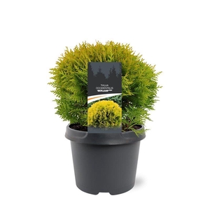Thuja occidentalis 'Mirjam' (pbr)