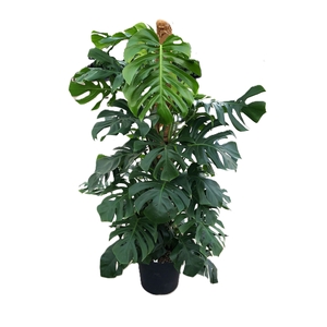 Monstera pertusum