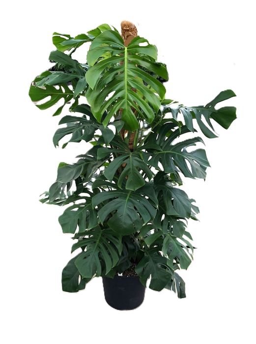 <h4>Monstera pertusum</h4>