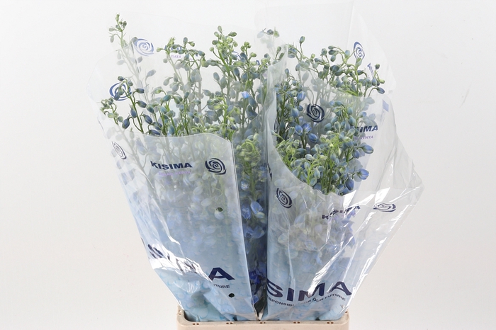 <h4>Delph Du C Bl Shades</h4>