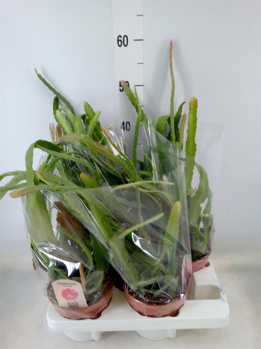 <h4>Epiphyllum   ...</h4>