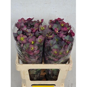 HELL FRK DANA DULCET