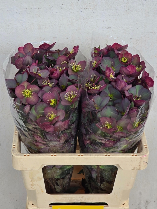 <h4>HELL FRK DANA DULCET</h4>