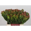 Leucadendron Laurel Yellow