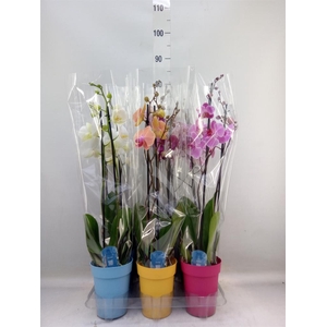 Phalaenopsis   ...mix  5